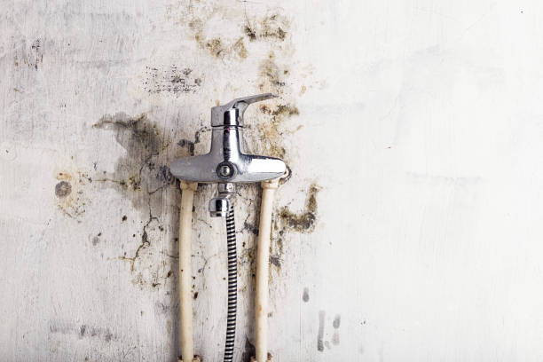 Best Fast Mold Removal  in South Holland, IL