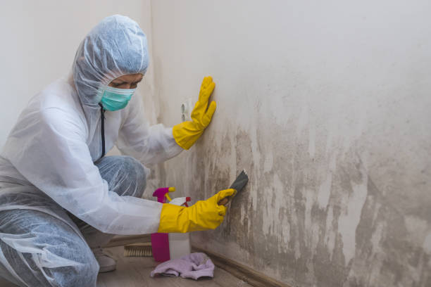 Best Mold Damage Repair  in South Holland, IL