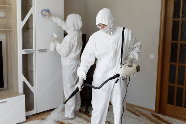 Attic Mold Removal in South Holland, IL