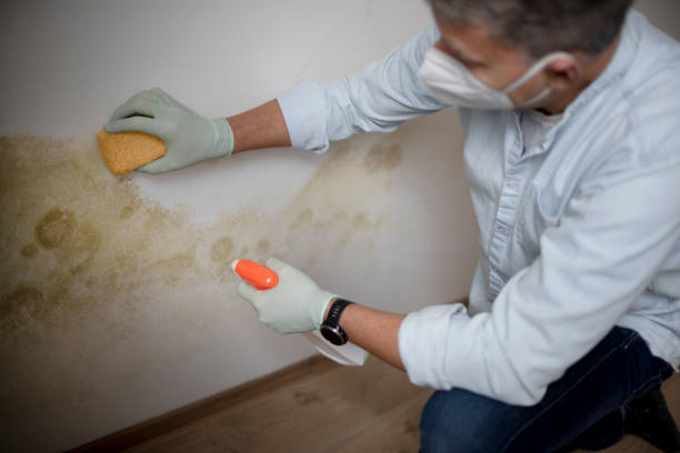 Best Black Mold Removal  in South Holland, IL