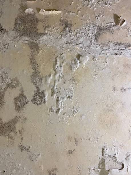 Mold Testing and Removal in South Holland, IL